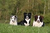 BORDER COLLIE 1528